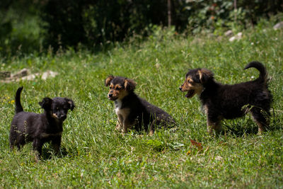 Dogs on field