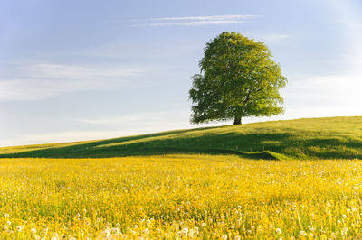 Scenic view of field against sky