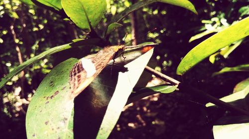 Close-up of grasshopper on plant