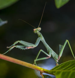 Close-up of insect on leaf