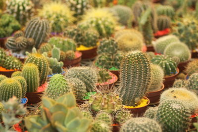 Close-up of succulent plant on field