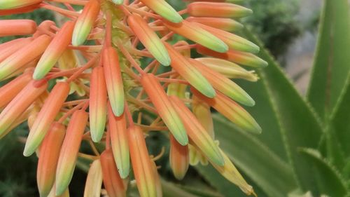 Close-up of flowers blooming outdoors