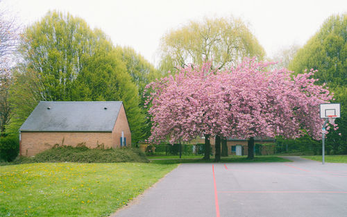 View of pink flowering plants by road