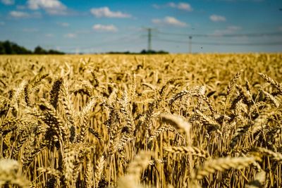 View of wheat field against sky
