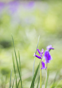 Close-up of purple flowering plant on field