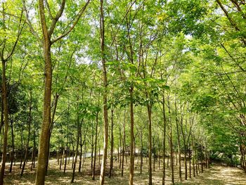 View of trees in forest