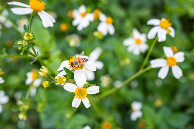 Close-up of insect on white flowering plant