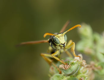 Macro portrait of a polistes dominula wasp posing on a flower