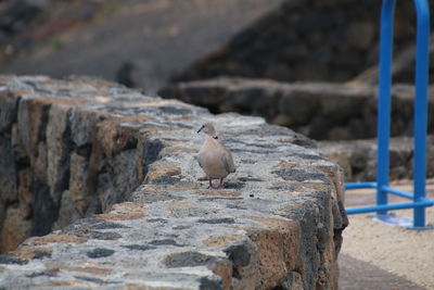 Seagull perching on rock