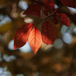 Close-up of red berries growing on tree during autumn