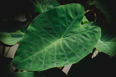 Close-up of wet plant leaves