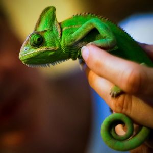 Chameleon on persons finger