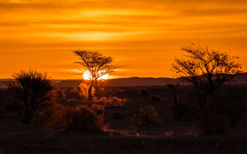Intense colored sunset on vast african desert plains with trees and bushes