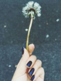 Close-up of hand holding flower