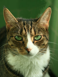 Close-up portrait of cat