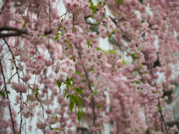 Close-up of pink cherry blossoms in spring