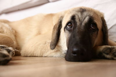 Close-up portrait of dog lying on floor