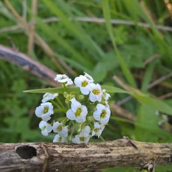 Close-up of white flowers