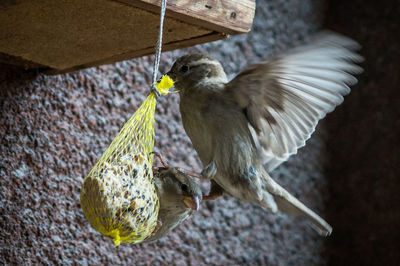 Sparrows on bird feeder