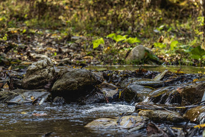 View of turtle in water