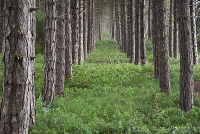 Corridor of pine trees in forest 