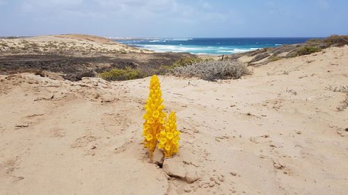 Yellow flowers on beach against sky