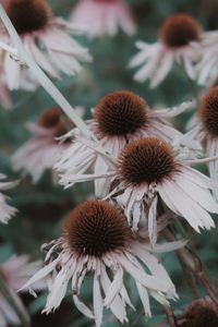 Close-up of flowering plant