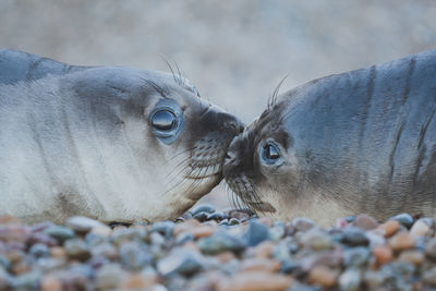 Elephant seal at patagonia.