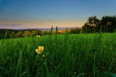 Close-up of yellow flowers growing in field