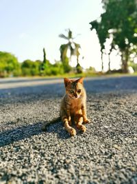 Portrait of cat sitting on road