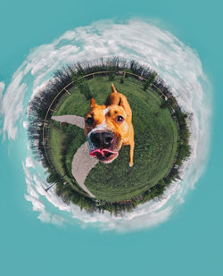 Portrait of dog with ball in swimming pool