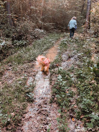 Rear view of person with dog walking on street