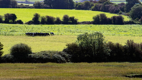 Scenic view of agricultural field