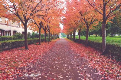 Autumn leaves on footpath in park