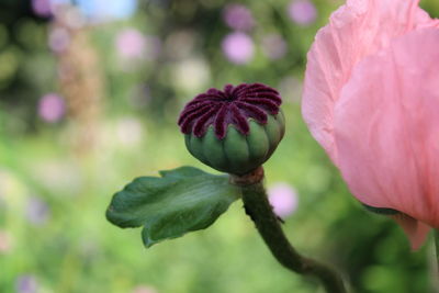 Close-up of pink flowering plant