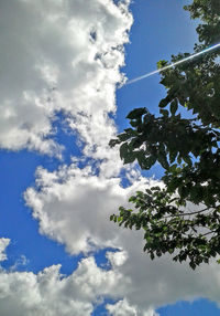 Low angle view of trees against blue sky