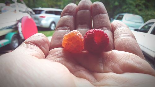 Close-up of person holding raspberries