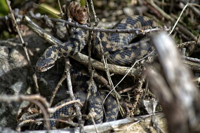 High angle view of snake on sticks