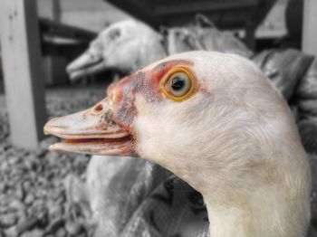 Close-up portrait of bird