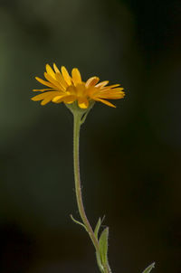 Close-up of yellow flowering plant
