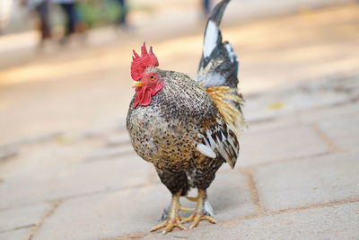 Close-up of rooster on footpath