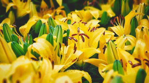 Close-up of yellow flowering plant