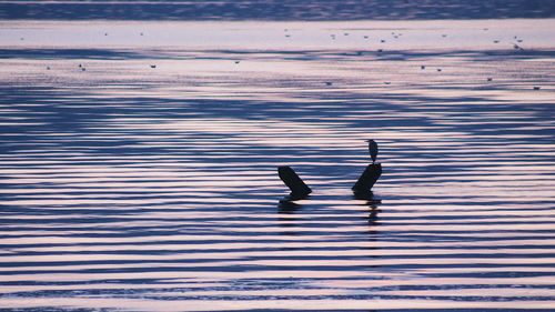 Birds in water