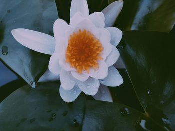 Close-up of wet flower