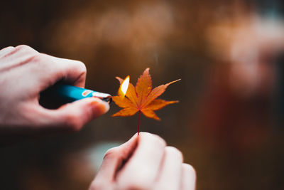 Close-up of hand holding maple leaf during autumn