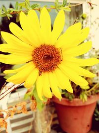 Close-up of sunflower