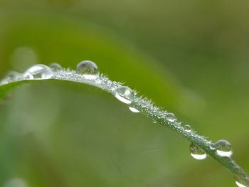 Close-up of water drops on plant leaf