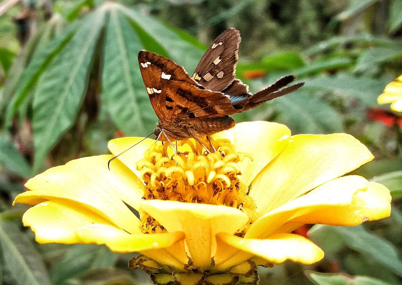 flower, beauty in nature, fragility, focus on foreground, nature, yellow, freshness, animals in the wild, insect, animal themes, close-up, petal, one animal, no people, outdoors, plant, pollen, flower head, growth, day, animal wildlife, butterfly - insect, pollination