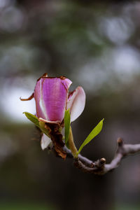 Close-up of pink rose flower bud