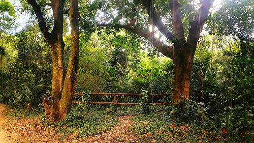 Trees in forest